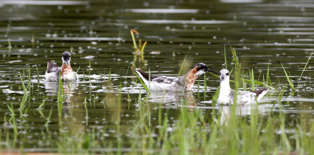 Red-necked Phalarope - ML647891549