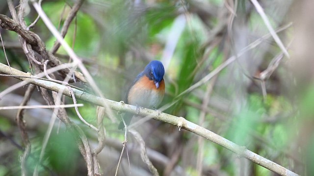 Hill Blue Flycatcher - ML647891552
