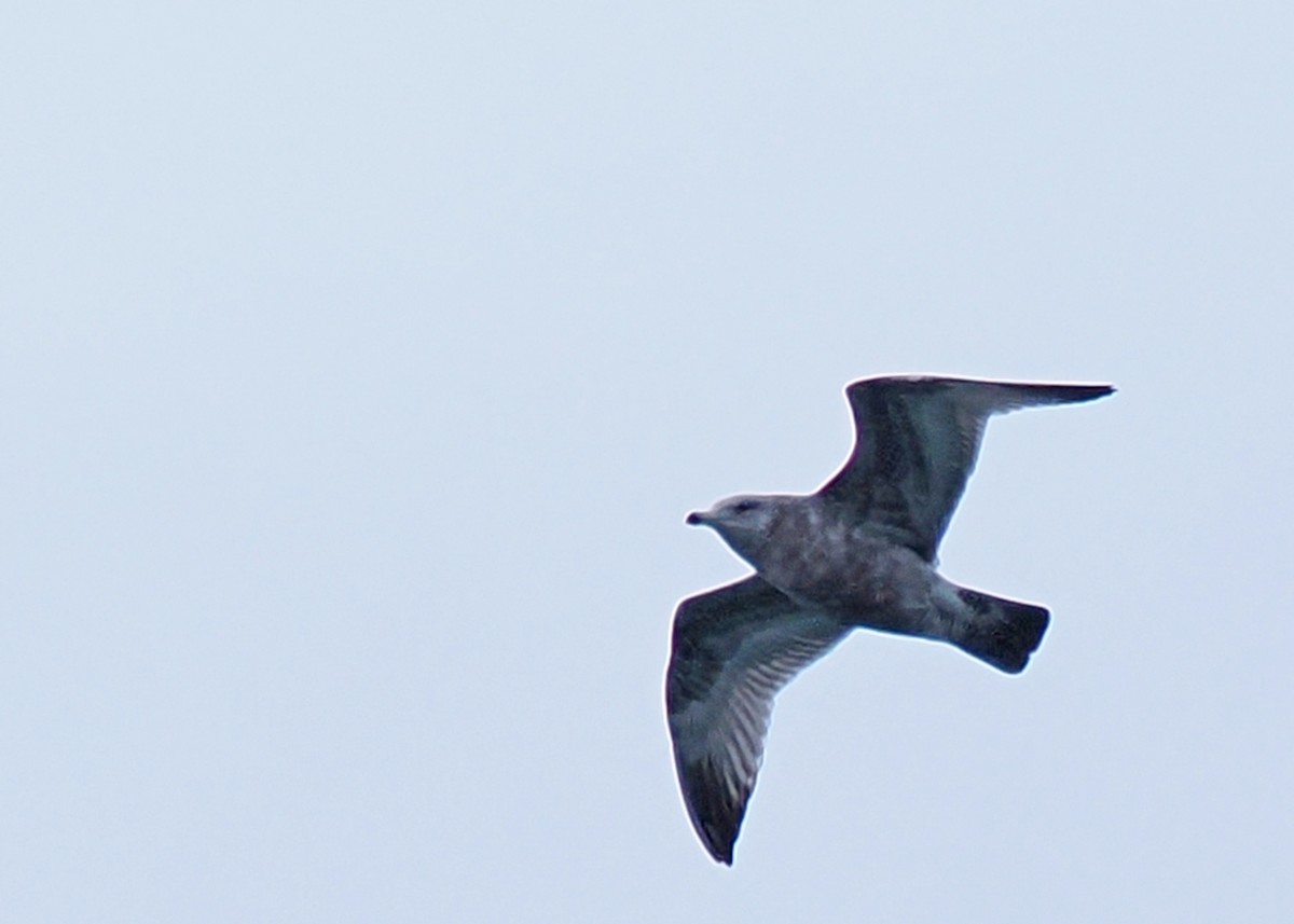 Ring-billed Gull - ML647891554