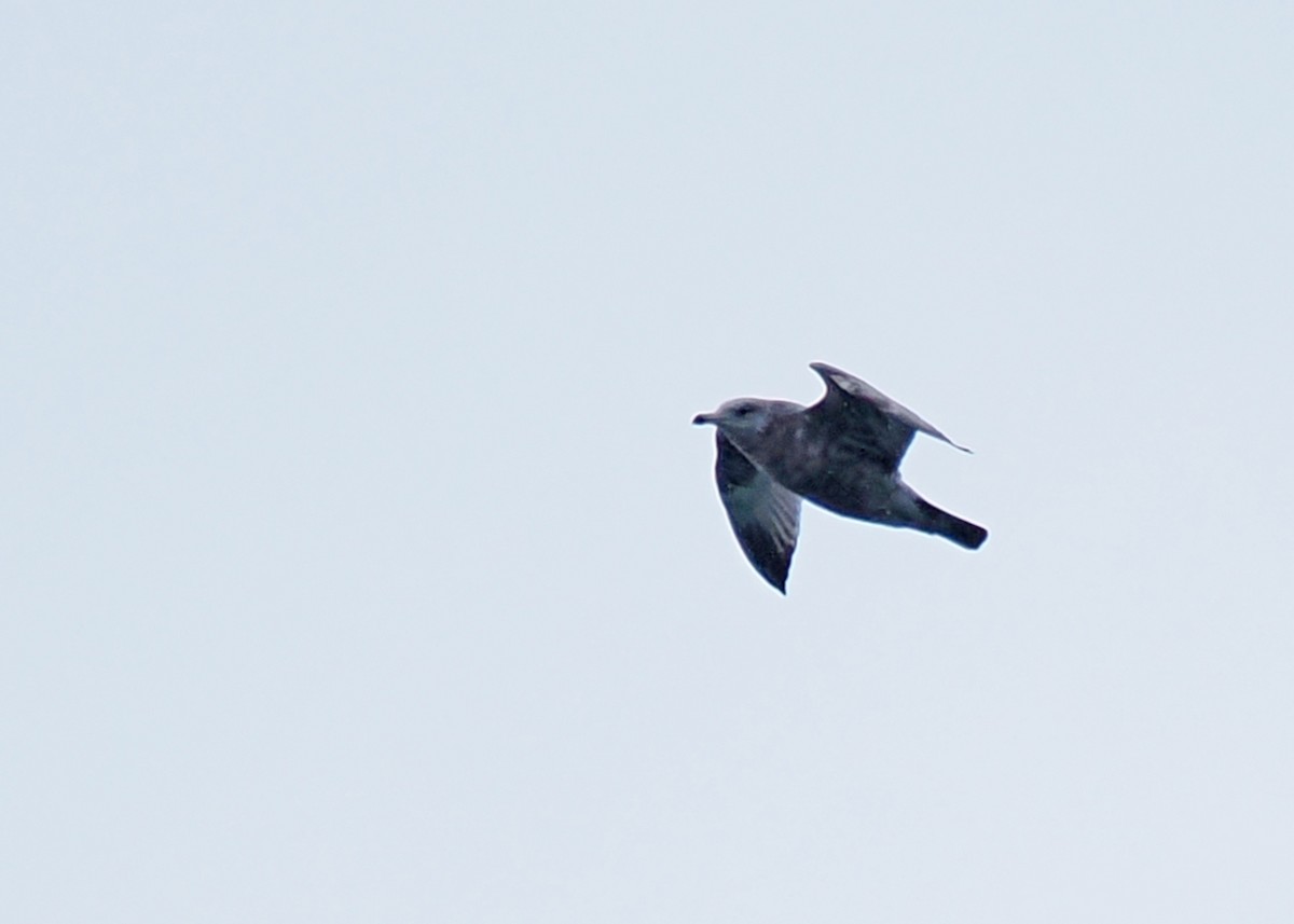 Ring-billed Gull - ML647891555