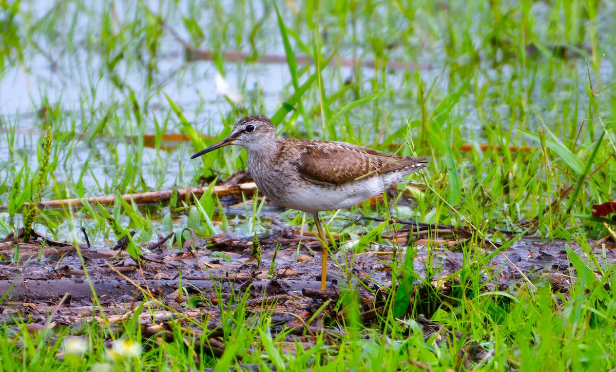 Wood Sandpiper - ML647891557