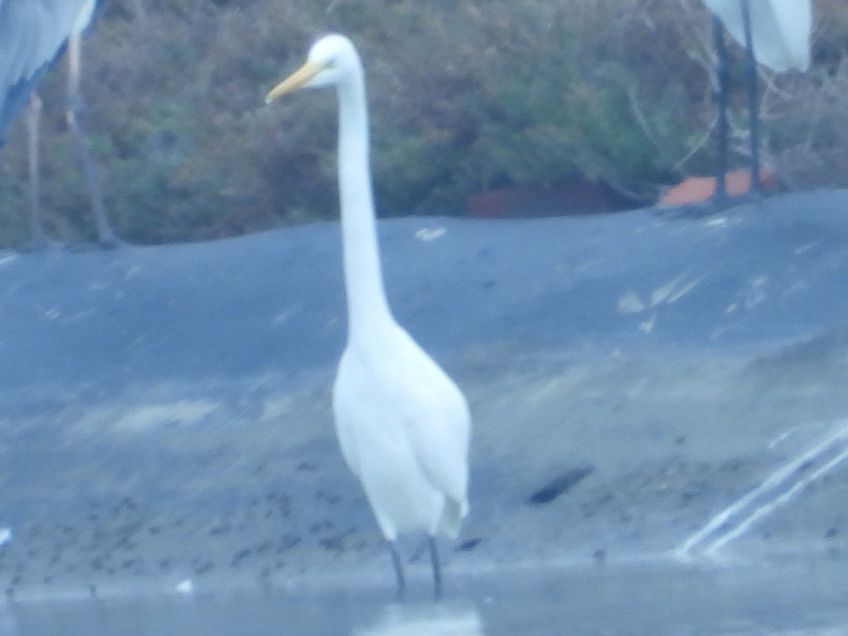 Great Egret - ML647891559