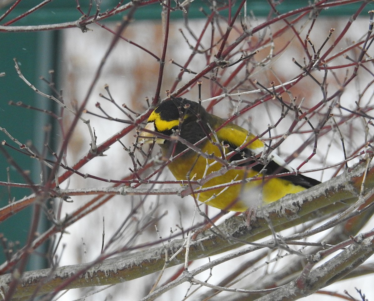 Evening Grosbeak - ML647891560