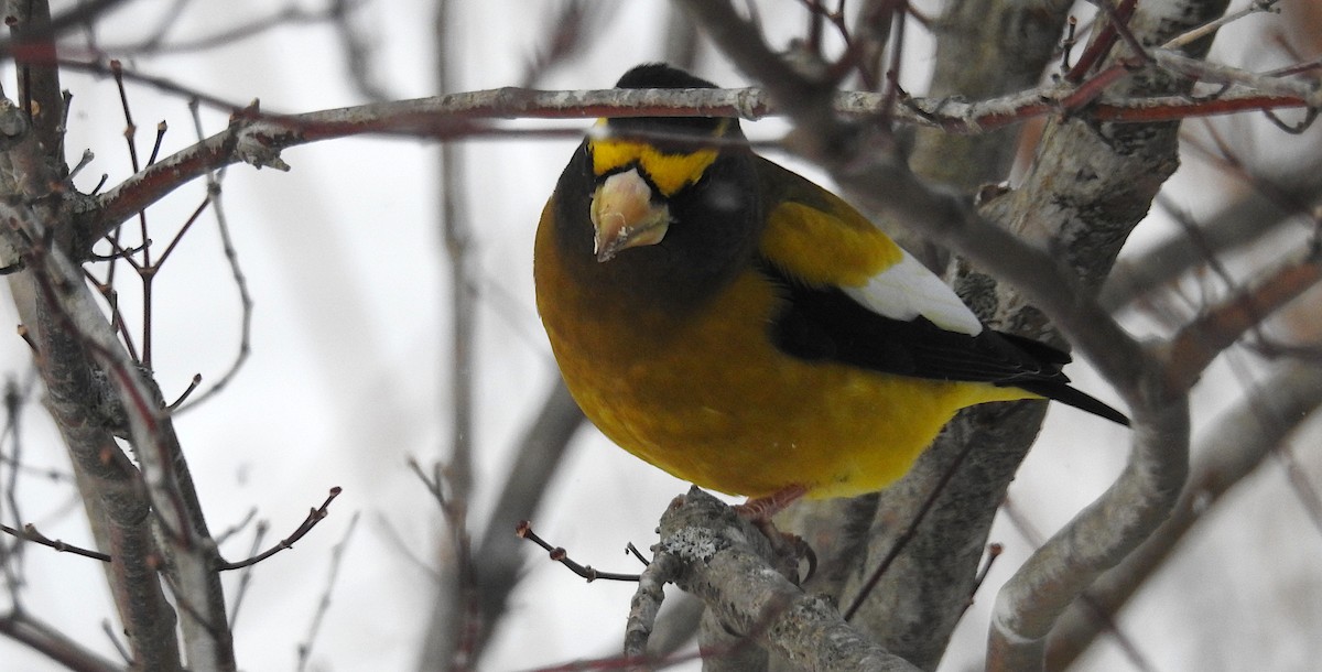 Evening Grosbeak - ML647891561