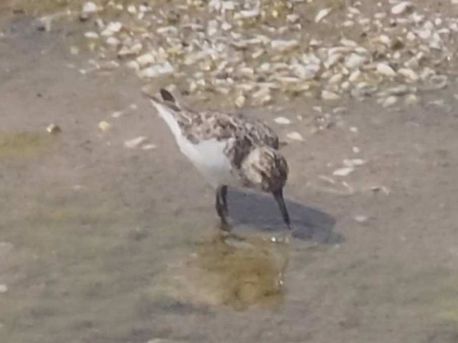 White-rumped Sandpiper - ML647891562