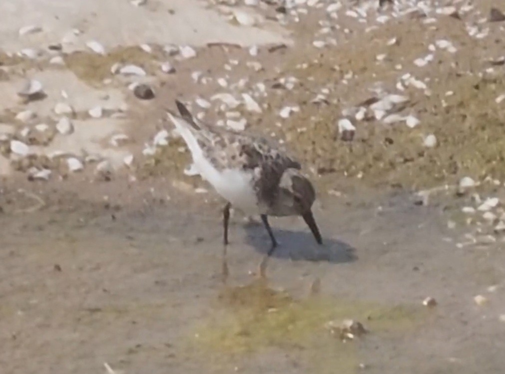 White-rumped Sandpiper - ML647891563