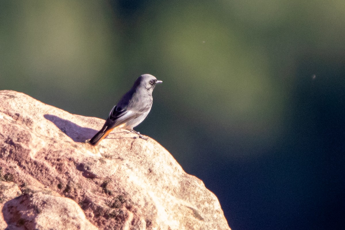 Black Redstart - ML647891564