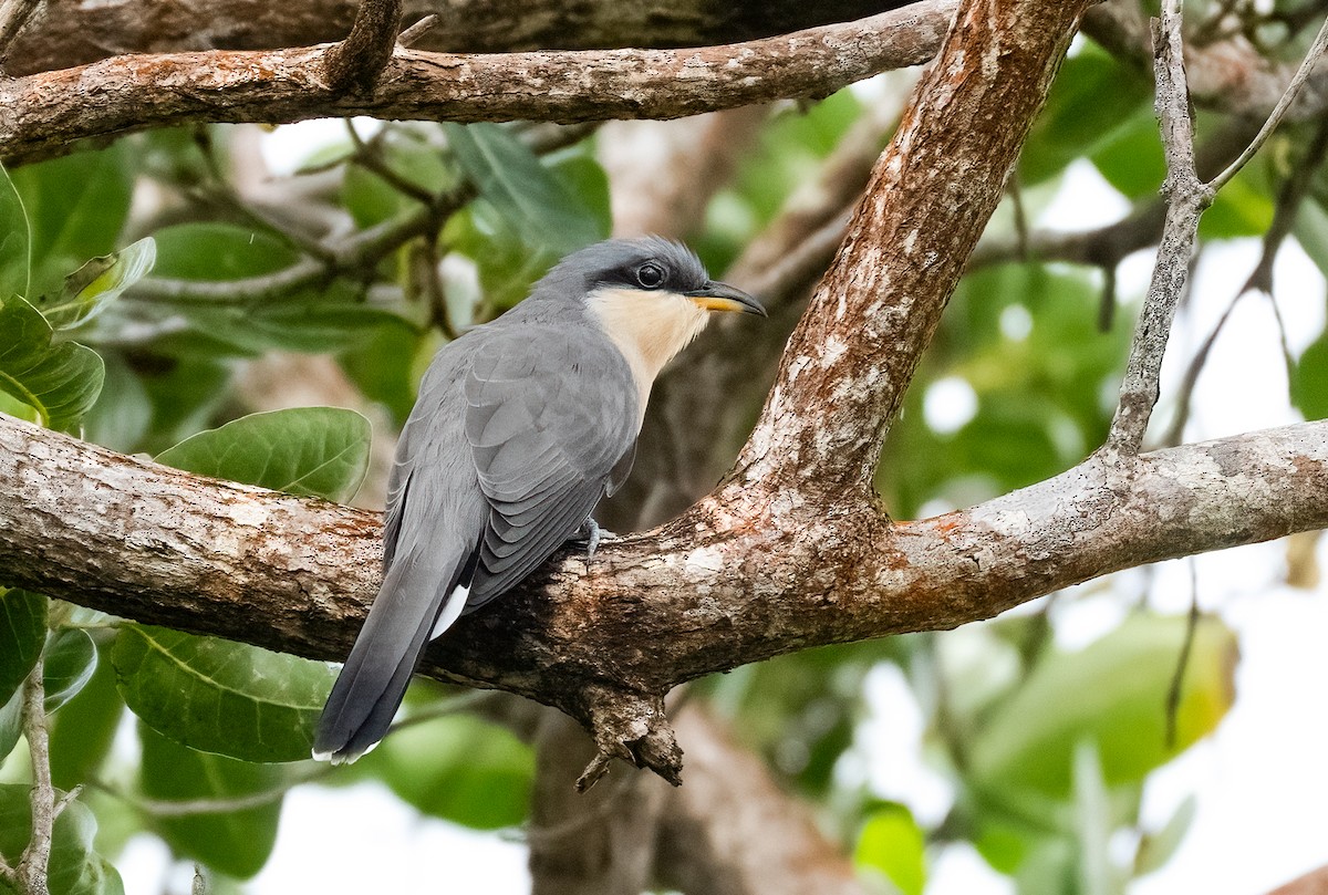 Mangrove Cuckoo - ML647891565