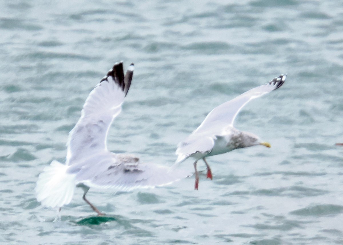 American Herring Gull - ML647891567