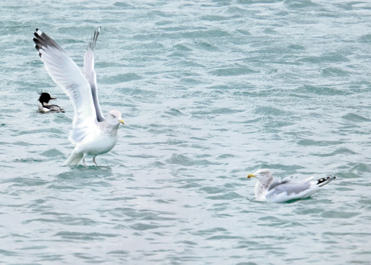 American Herring Gull - ML647891568