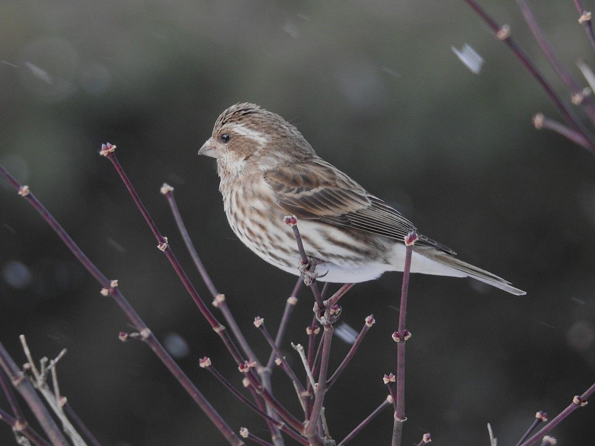 Purple Finch - ML647891574