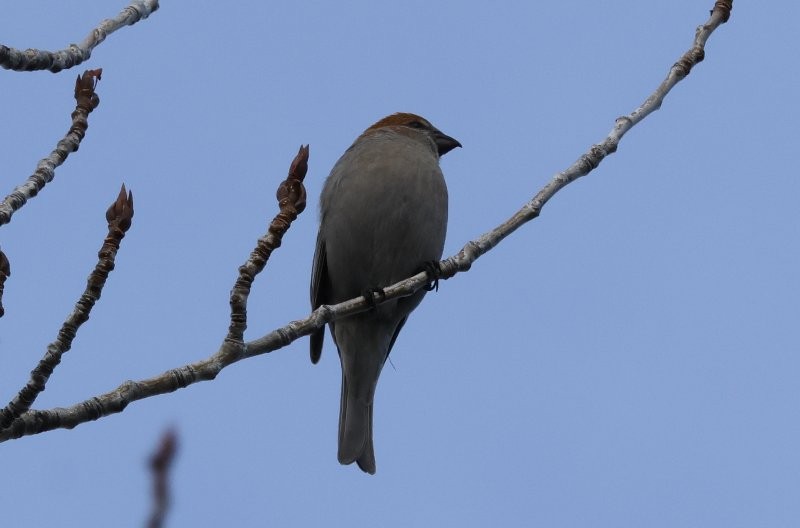 Pine Grosbeak - ML647891583