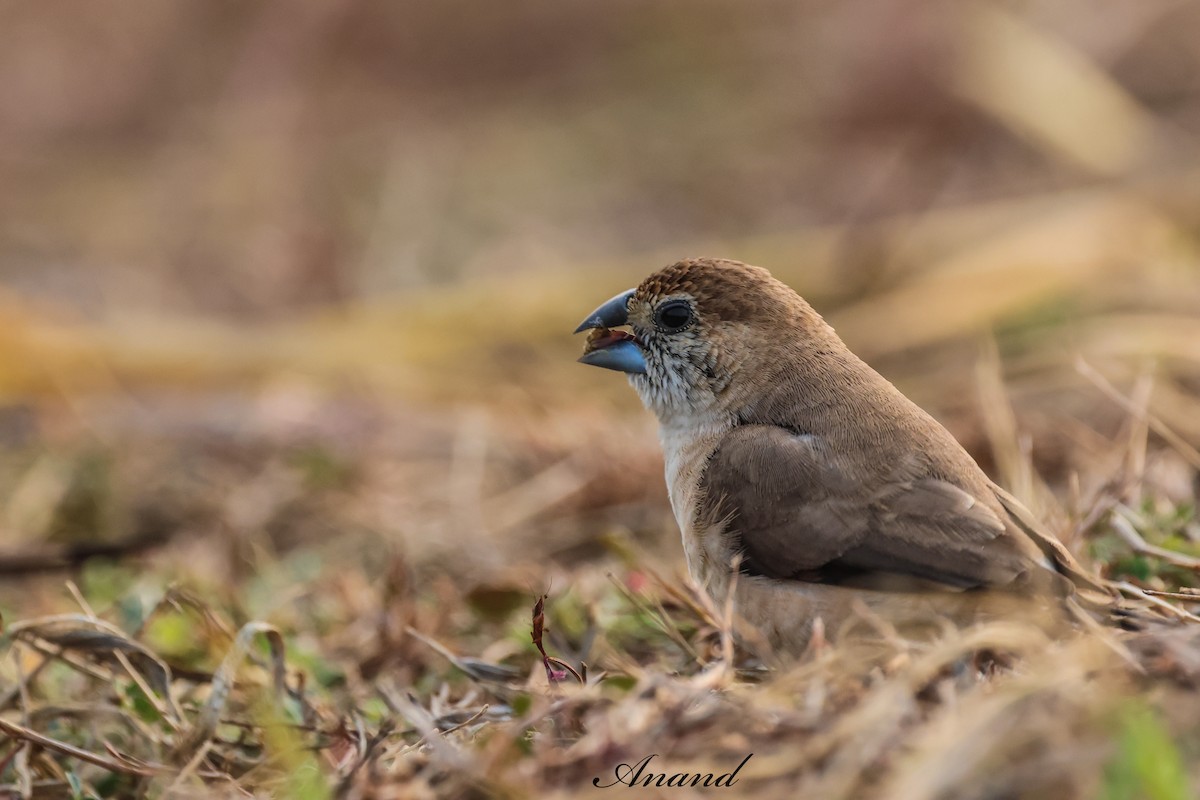 Indian Silverbill - ML647891584