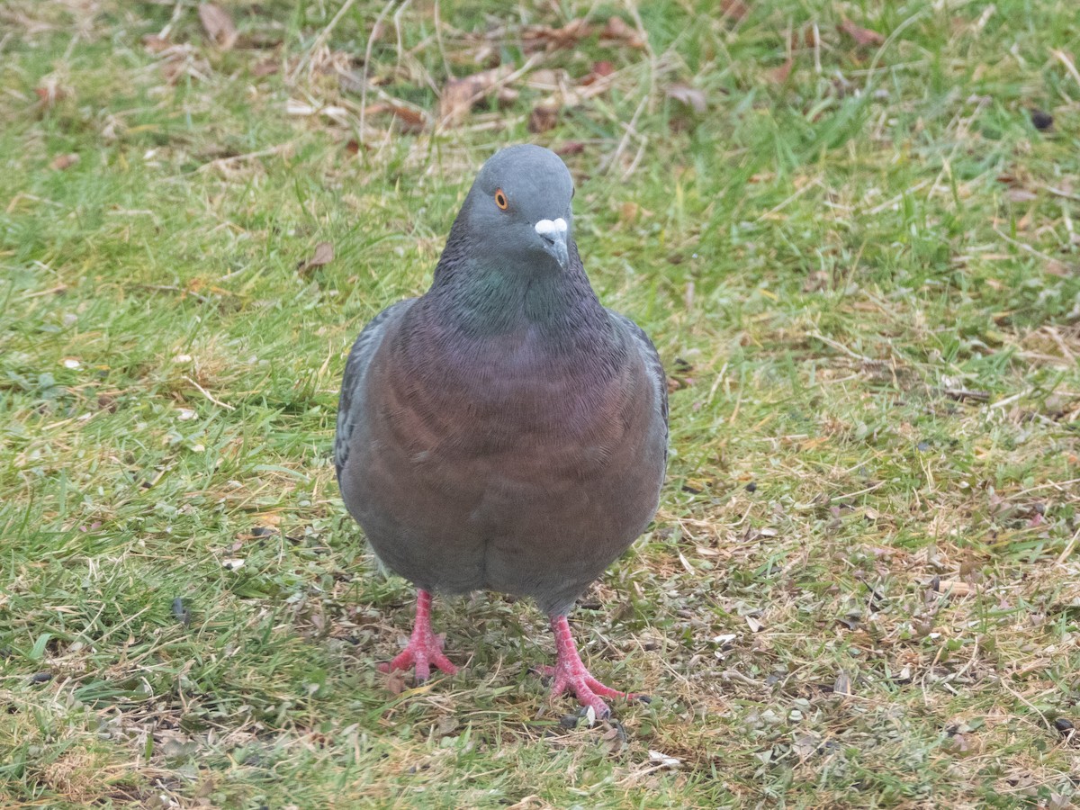 Rock Pigeon (Feral Pigeon) - ML647891585