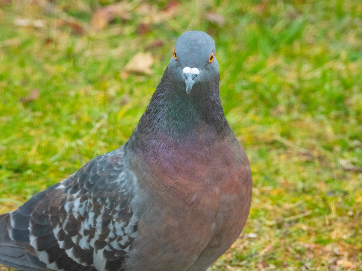 Rock Pigeon (Feral Pigeon) - ML647891586
