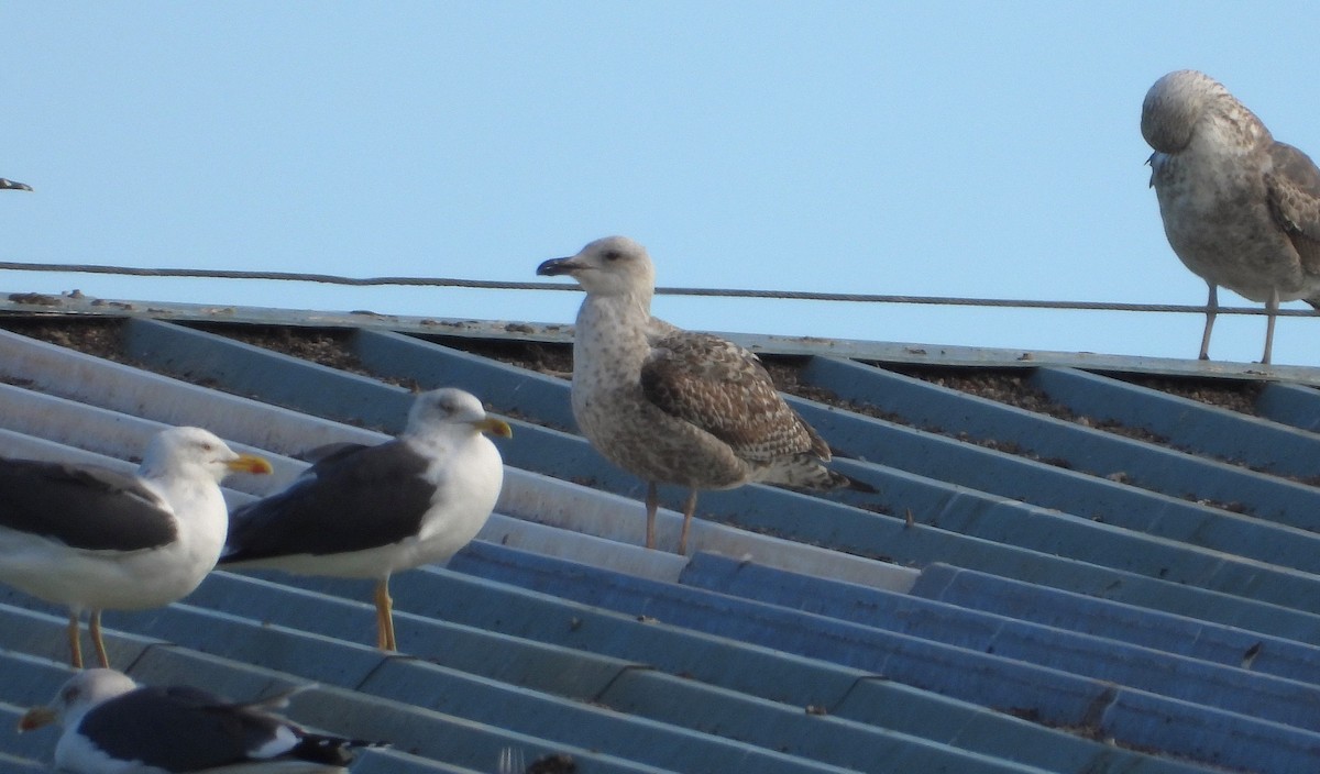 ニシセグロカモメ - ML647891623