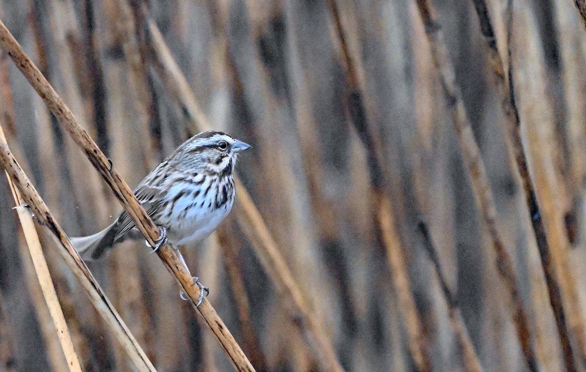 Пасовка співоча - ML647891631