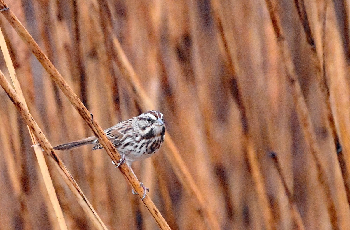 Пасовка співоча - ML647891632