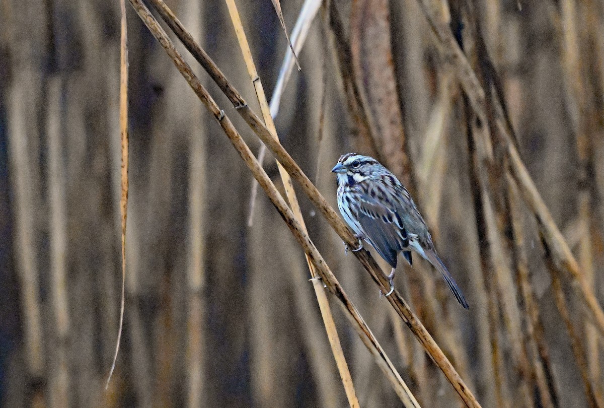 Пасовка співоча - ML647891633