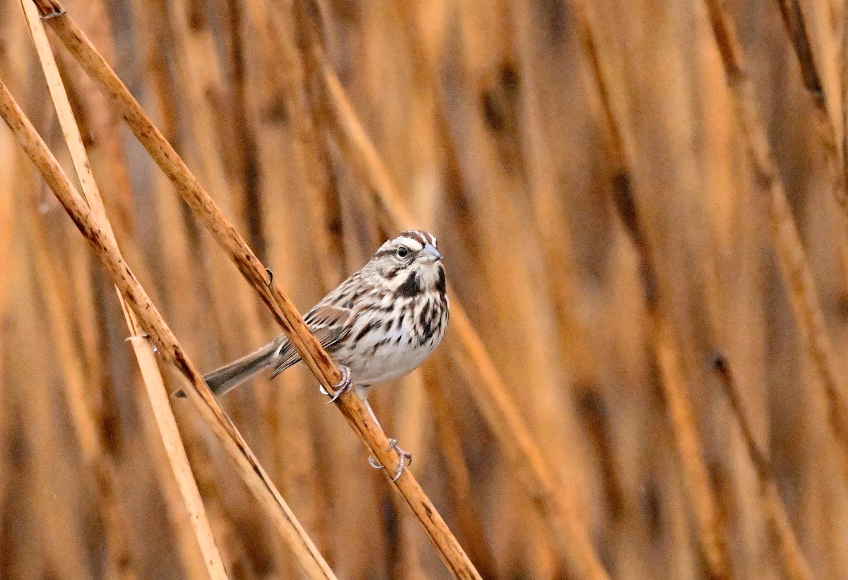 Пасовка співоча - ML647891634