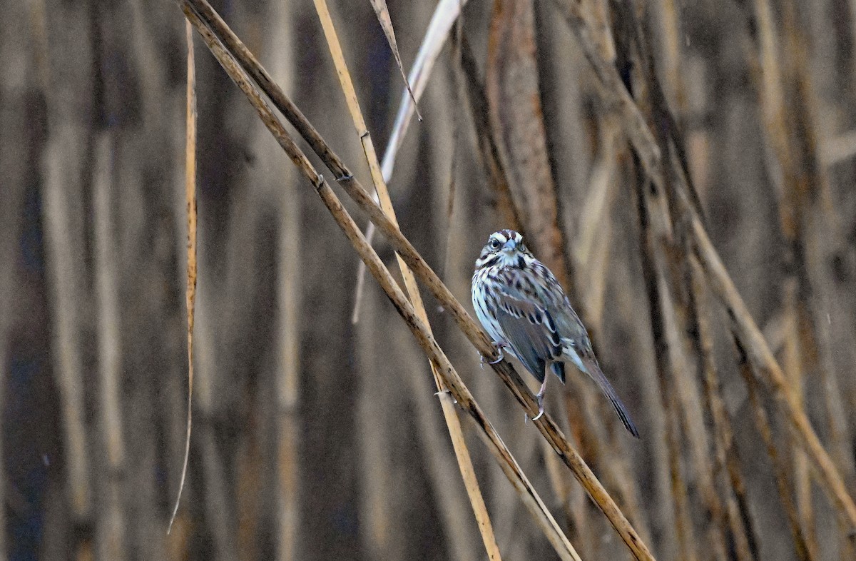 Пасовка співоча - ML647891635