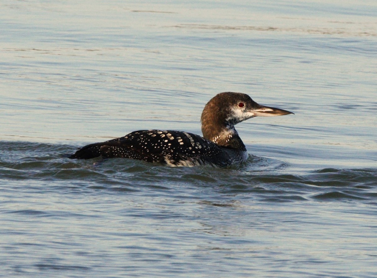 Common Loon - ML647891637