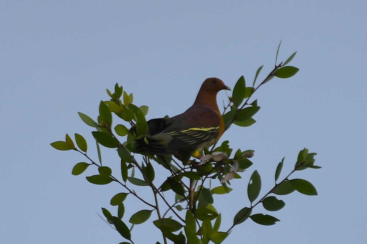 Cinnamon-headed Green-Pigeon - ML647891646