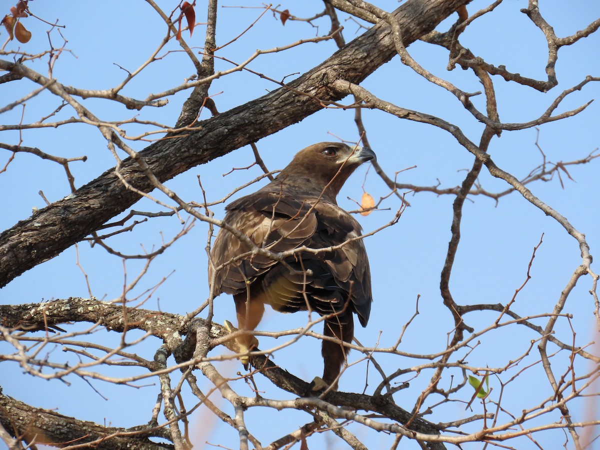 Tawny Eagle - ML647891649