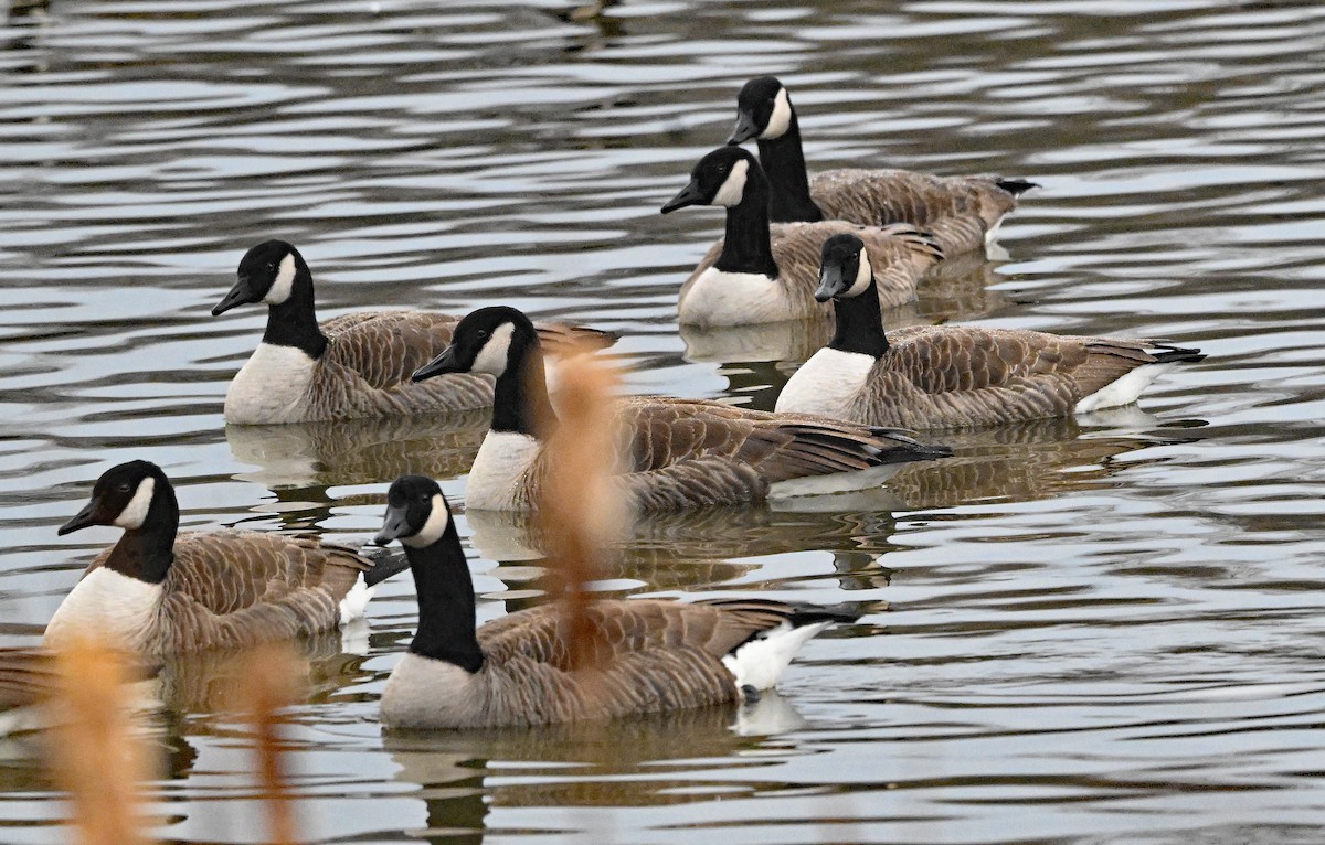 Казарка канадська - ML647891650