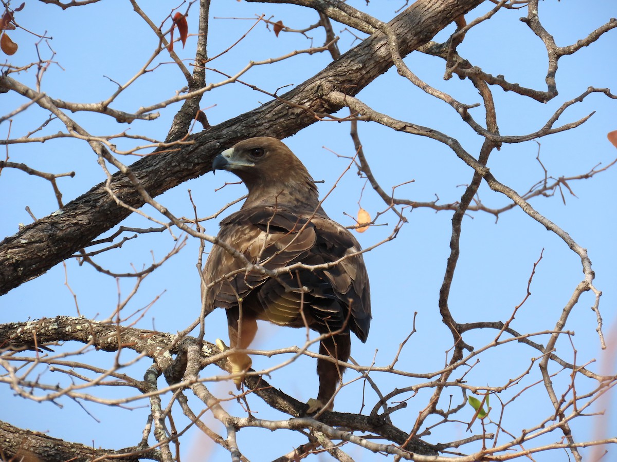 Tawny Eagle - ML647891651