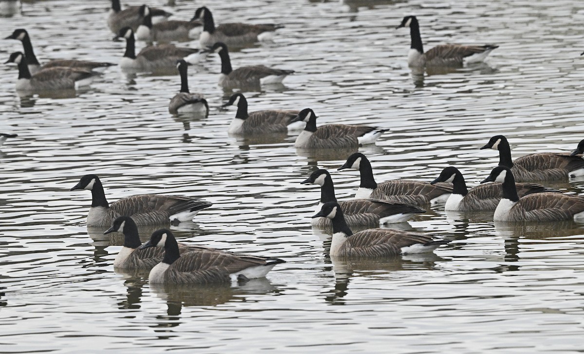 Казарка канадська - ML647891652