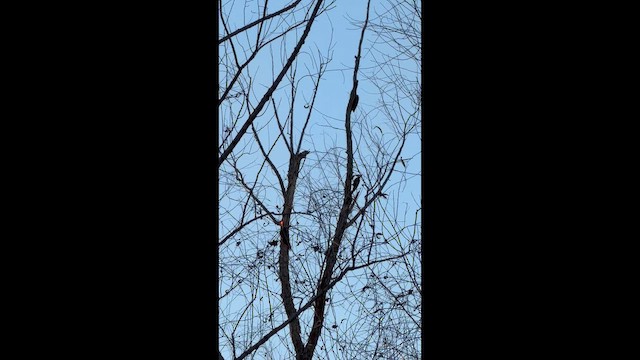 Pileated Woodpecker - ML647891659