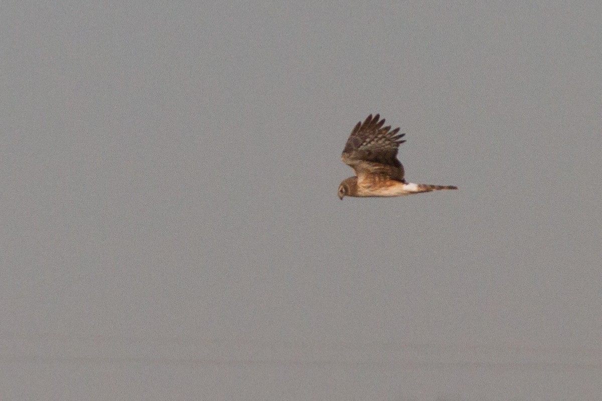 Northern Harrier - ML647891680