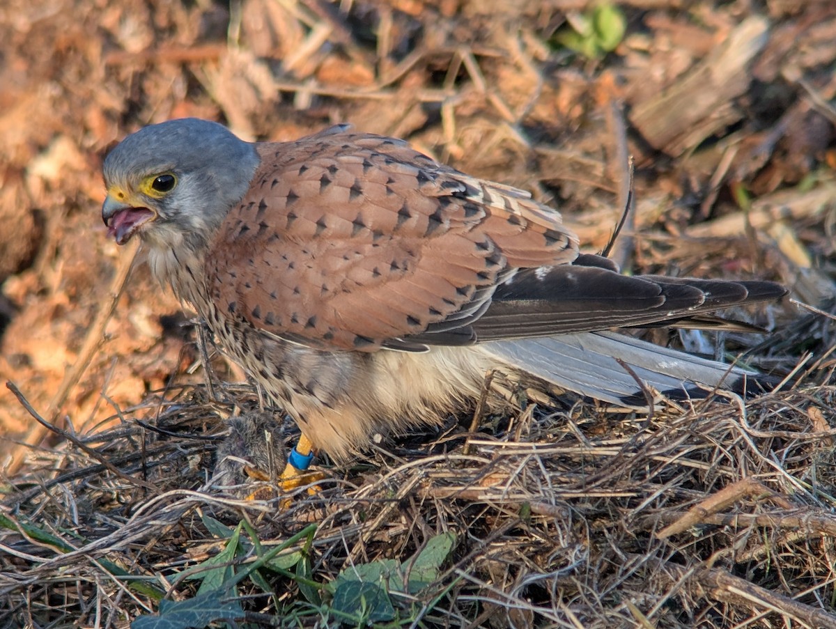 Eurasian Kestrel (Eurasian) - ML647891710