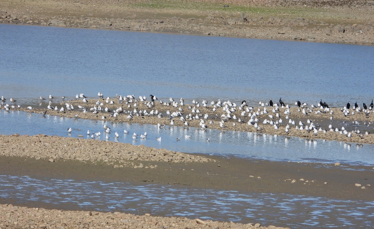 ニシセグロカモメ - ML647891728