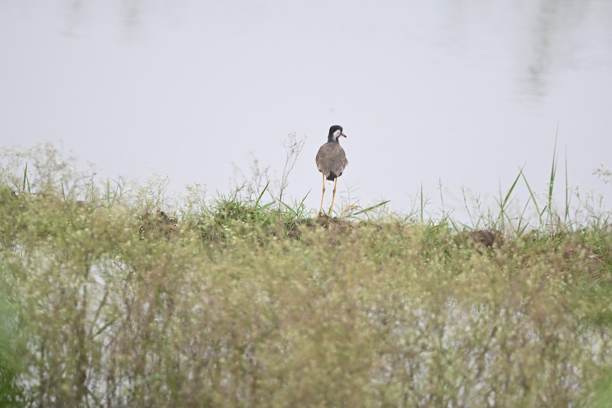 Red-wattled Lapwing - ML647891738