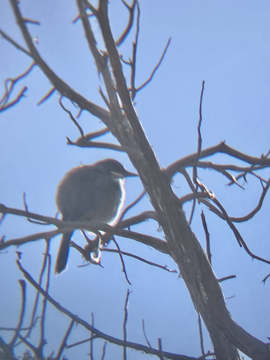Townsend's Solitaire - ML647891746