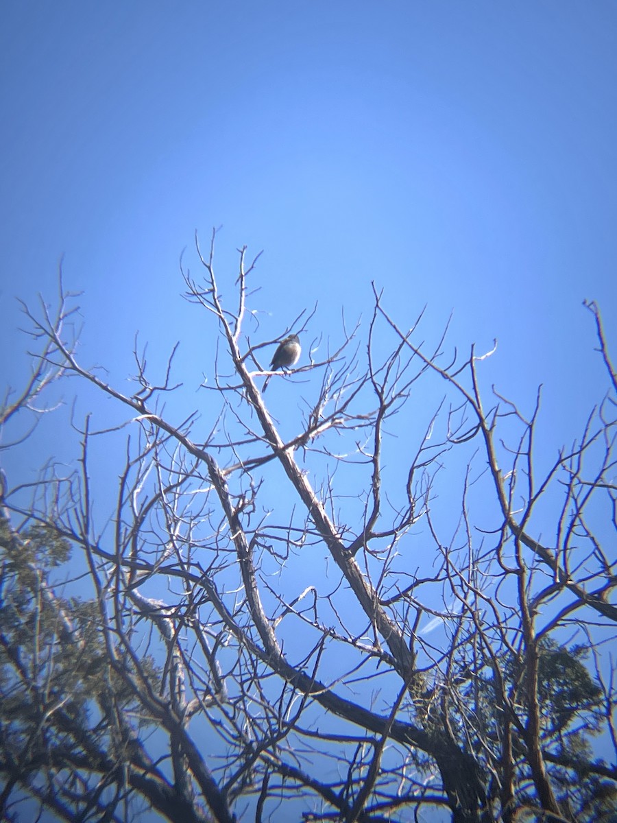 Townsend's Solitaire - ML647891747
