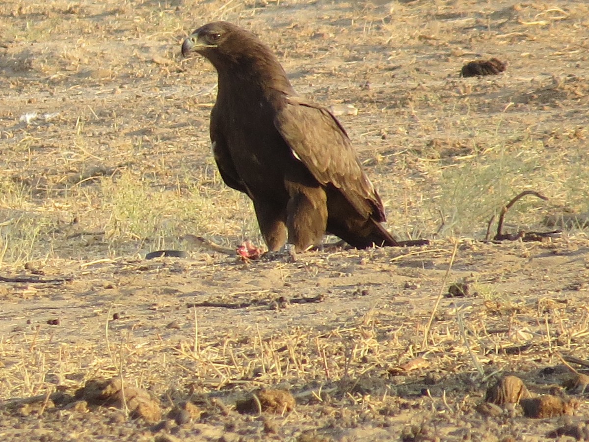 Steppe Eagle - ML647891748