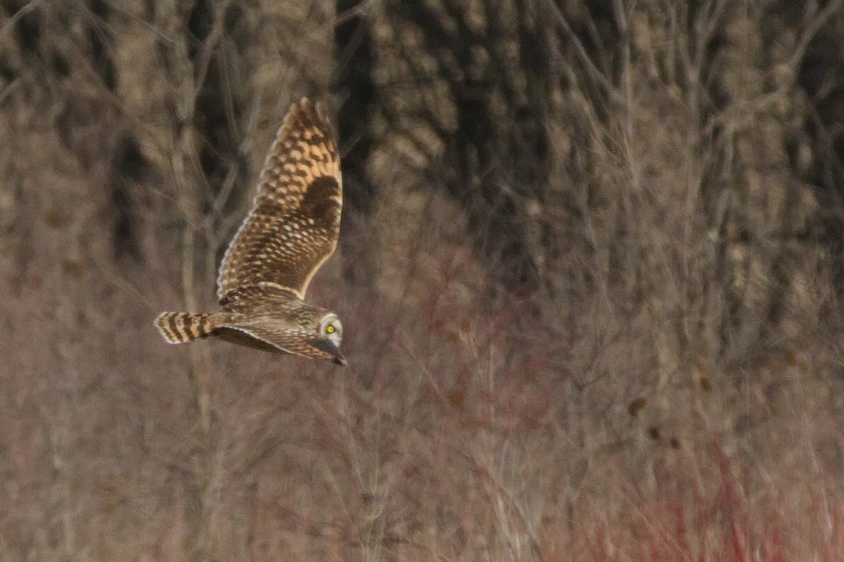 Short-eared Owl - ML647891749