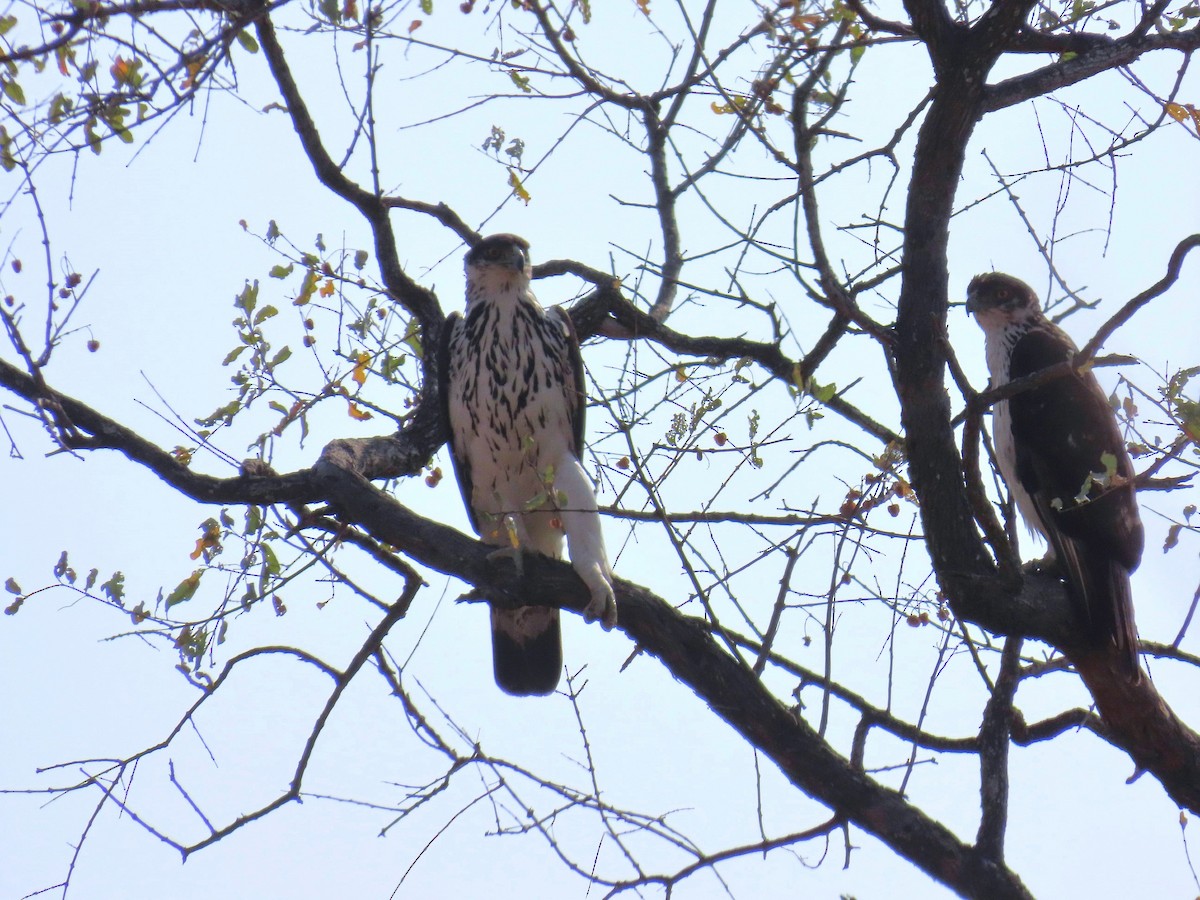 African Hawk-Eagle - ML647891750