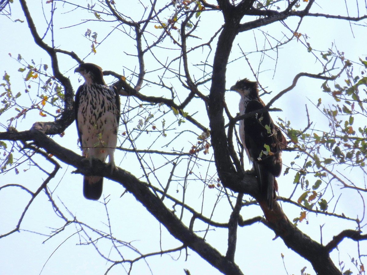 African Hawk-Eagle - ML647891751
