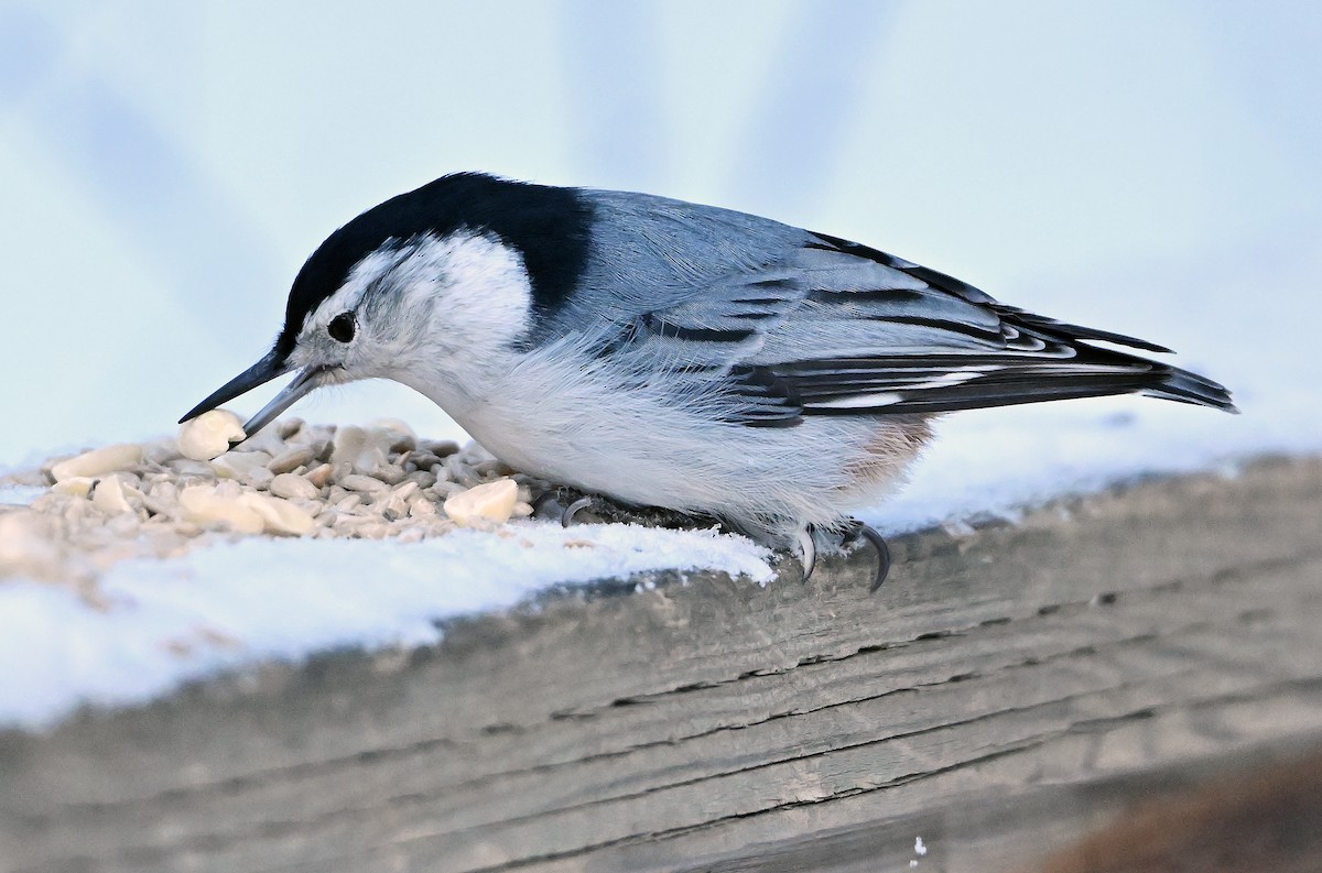 White-breasted Nuthatch - ML647891752