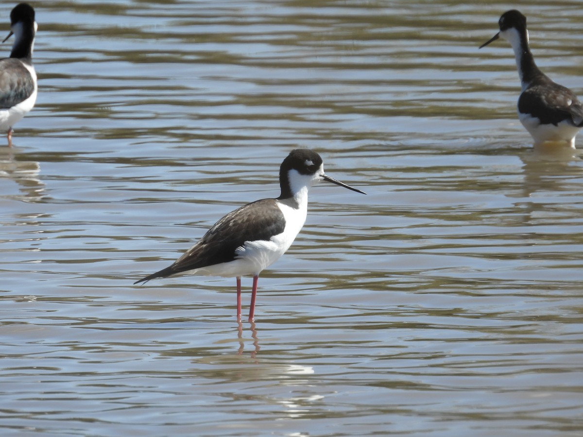 Black-necked Stilt - ML647891754