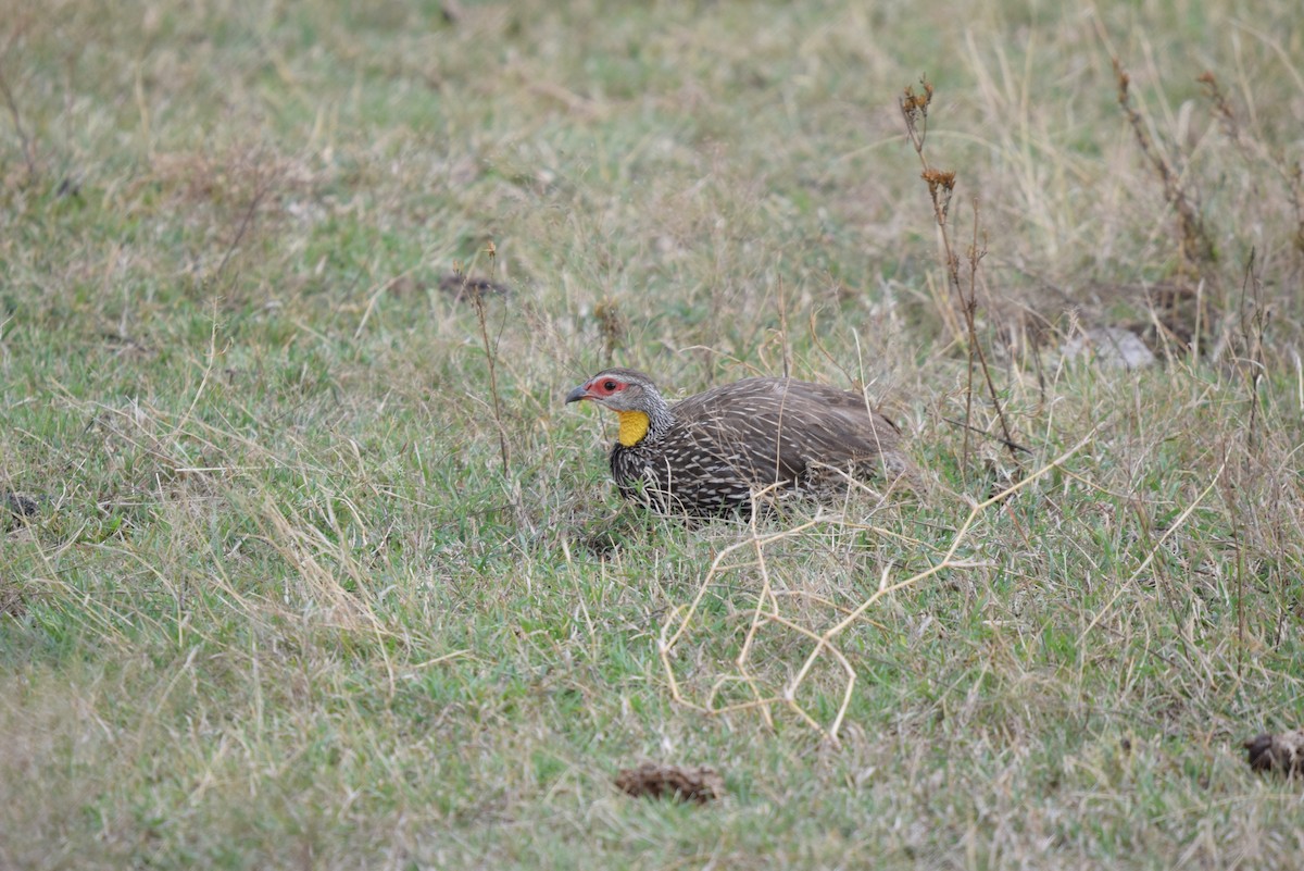 Yellow-necked Spurfowl - ML647891755