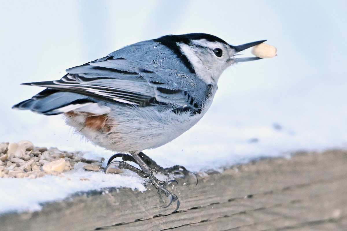 White-breasted Nuthatch - ML647891756