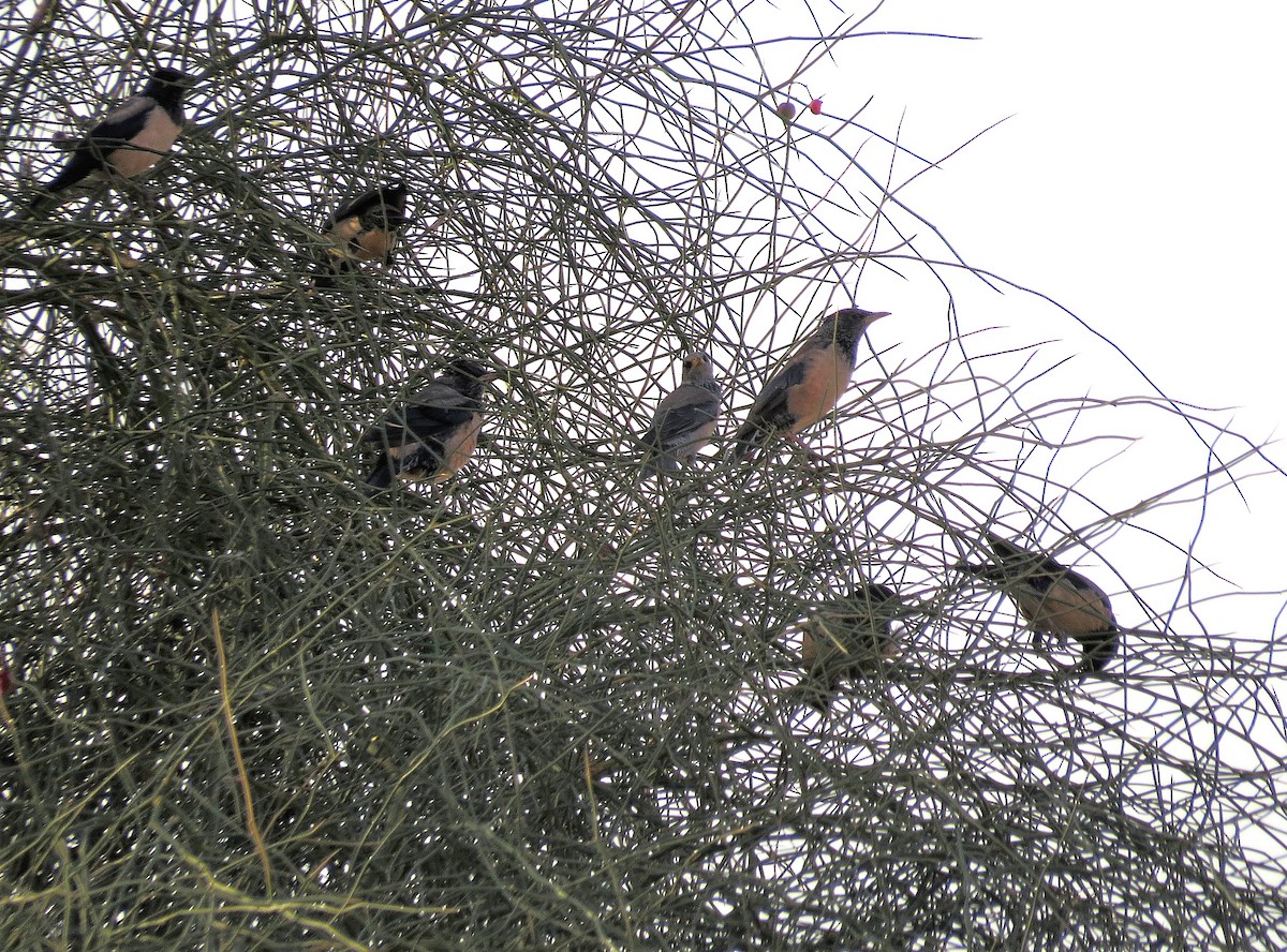 Rosy Starling - ML647891757