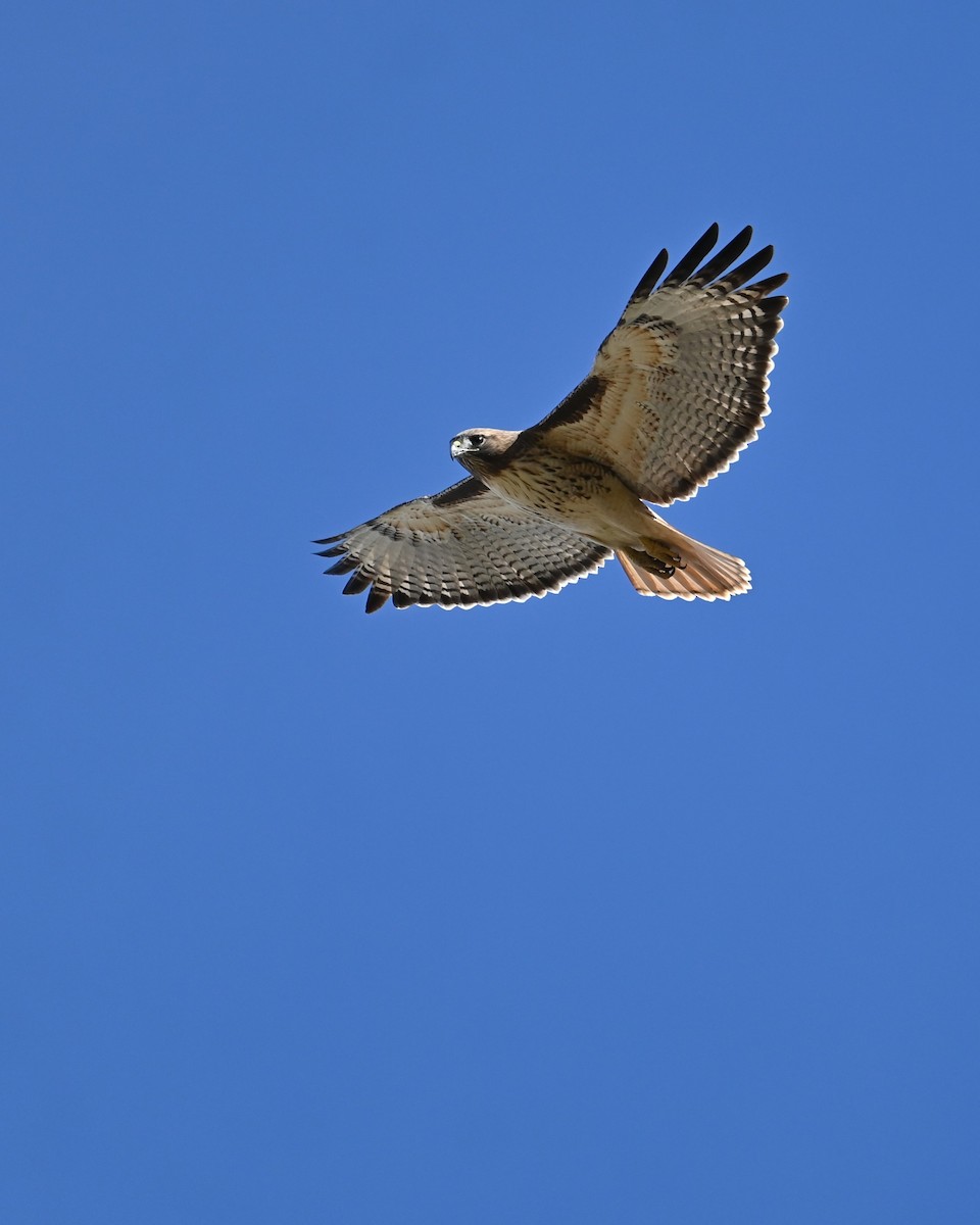 Red-tailed Hawk - ML647891758