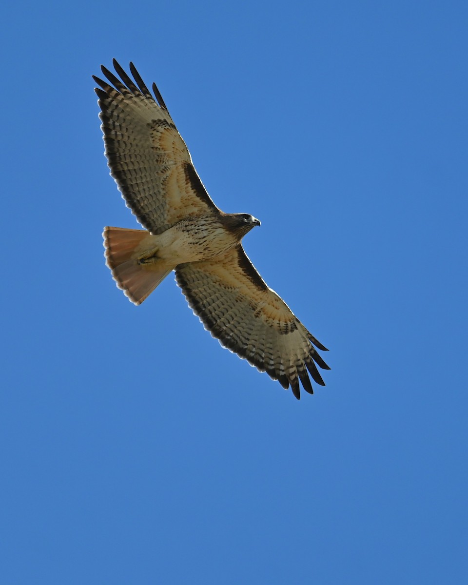 Red-tailed Hawk - ML647891759