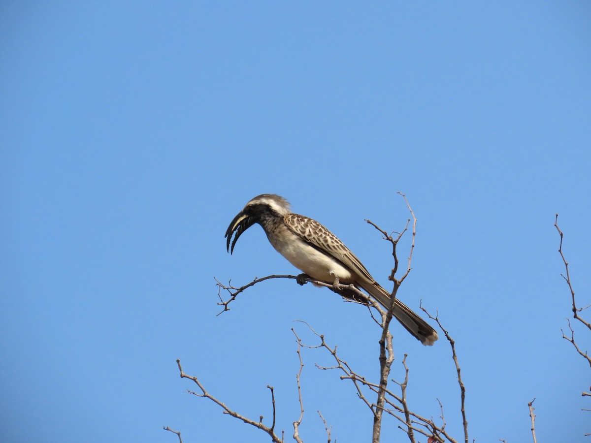 African Gray Hornbill - ML647891760